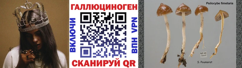 Купить Пудож Галлюциногенные грибы GOLDEN TEACHER